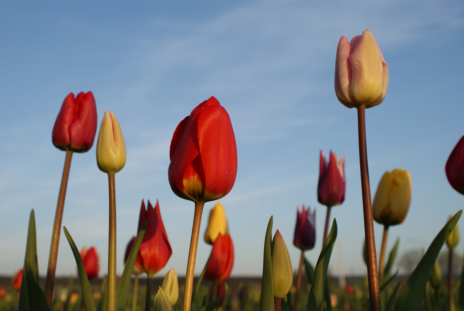 Tulpen im Abendlicht