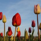 Tulpen im Abendlicht