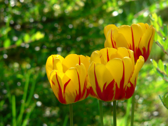 Tulpen im Abendlicht