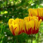 Tulpen im Abendlicht