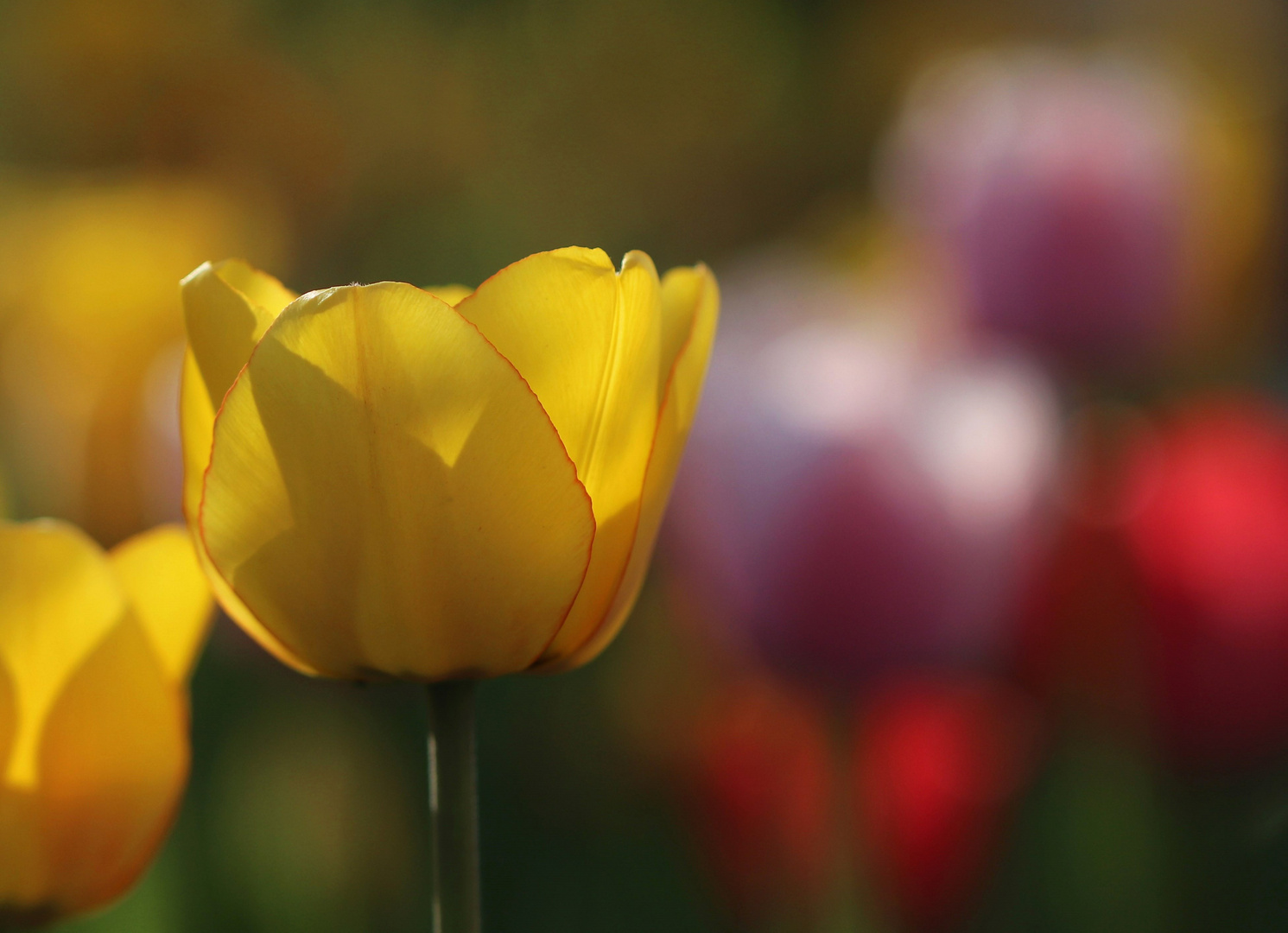 Tulpen im Abendlicht