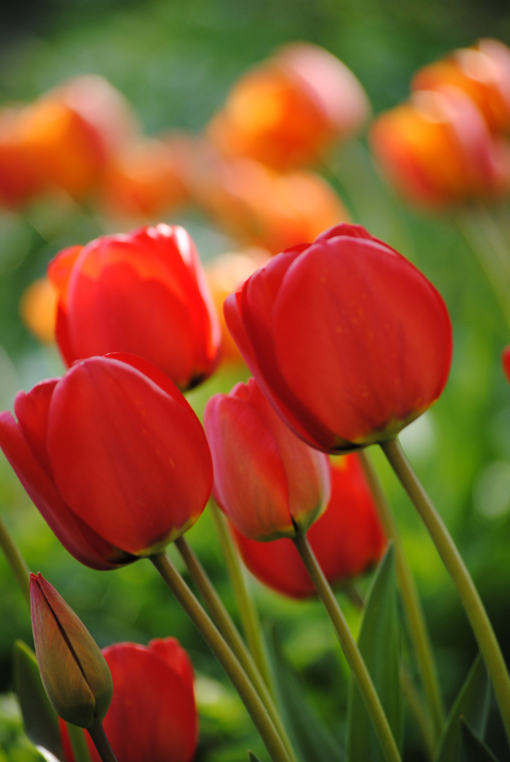 Tulpen im Abendlicht