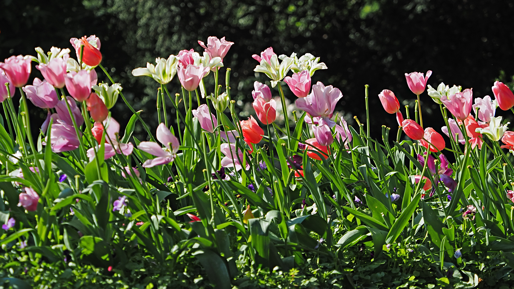 Tulpen, im Abendlicht...