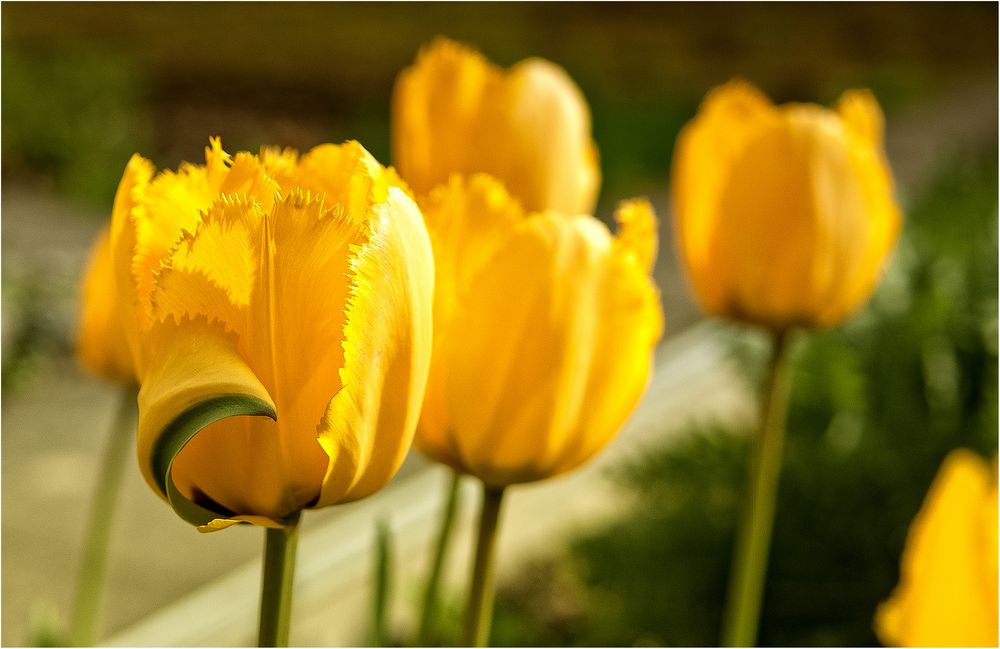 Tulpen im April