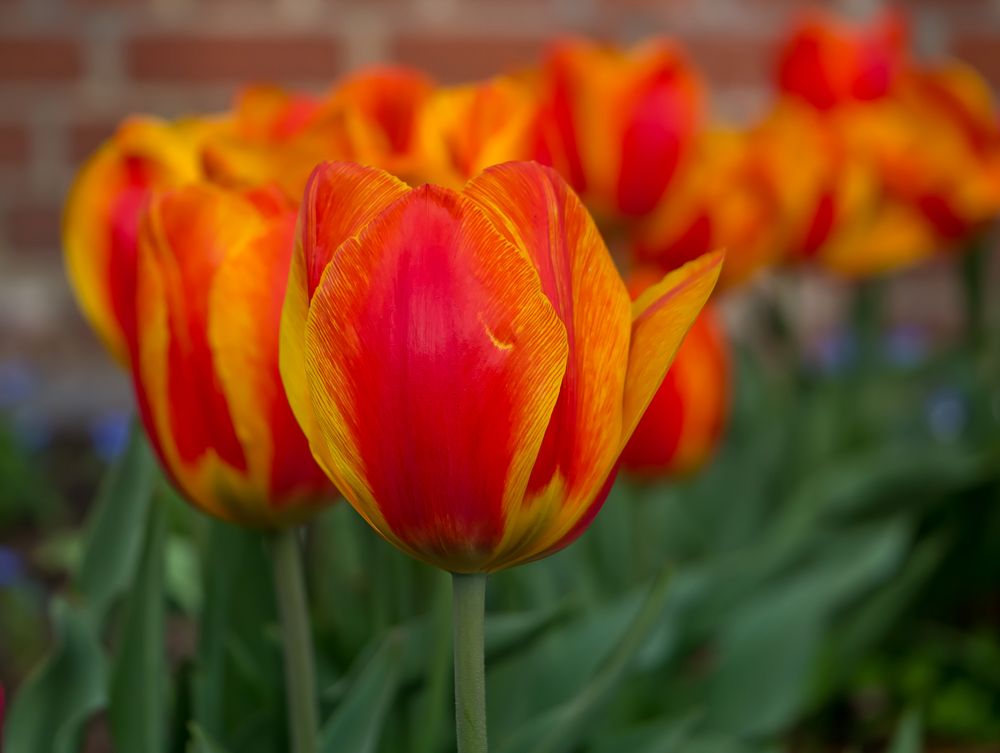 ~ Tulpen im April ~