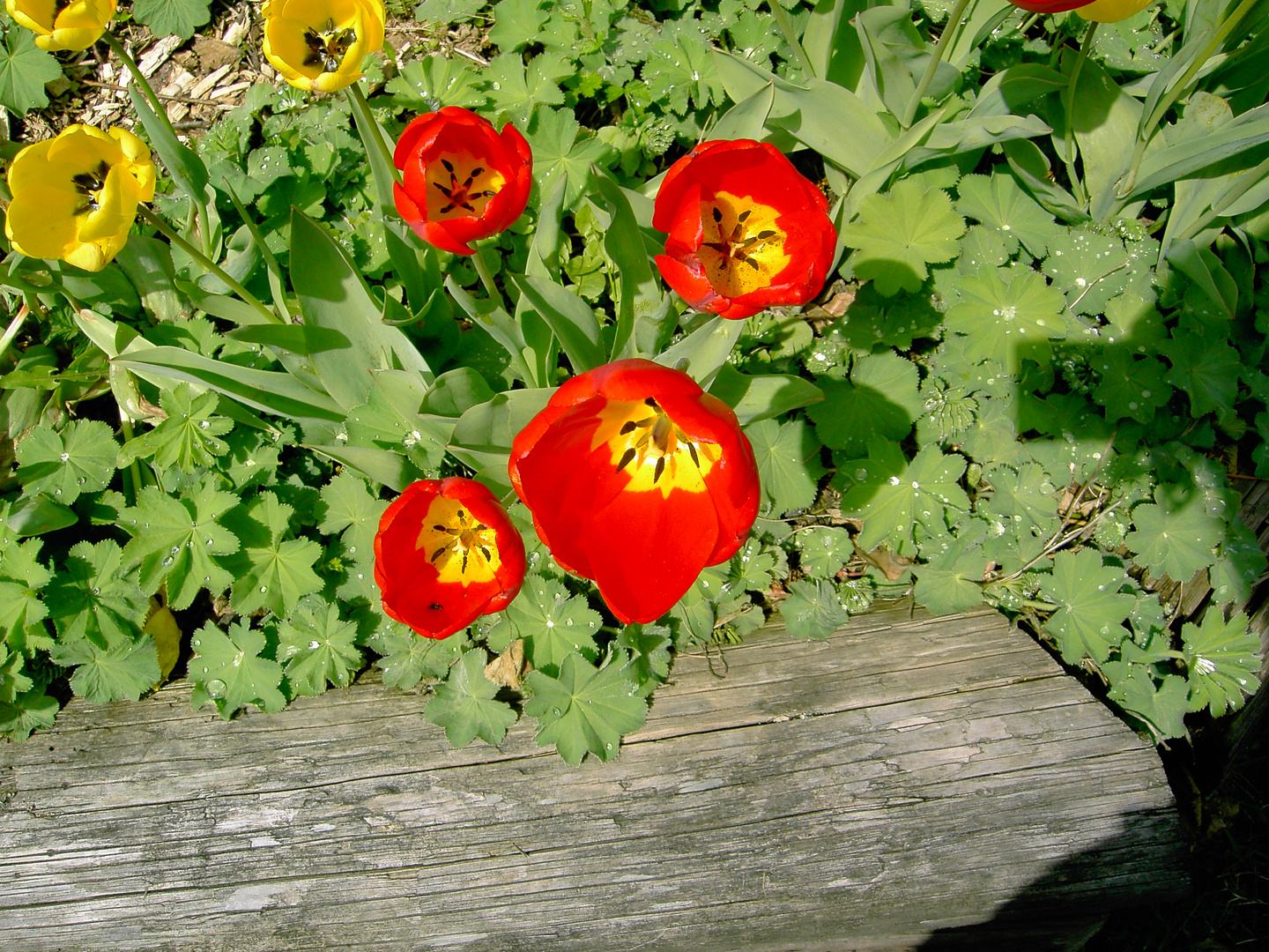 Tulpen im April