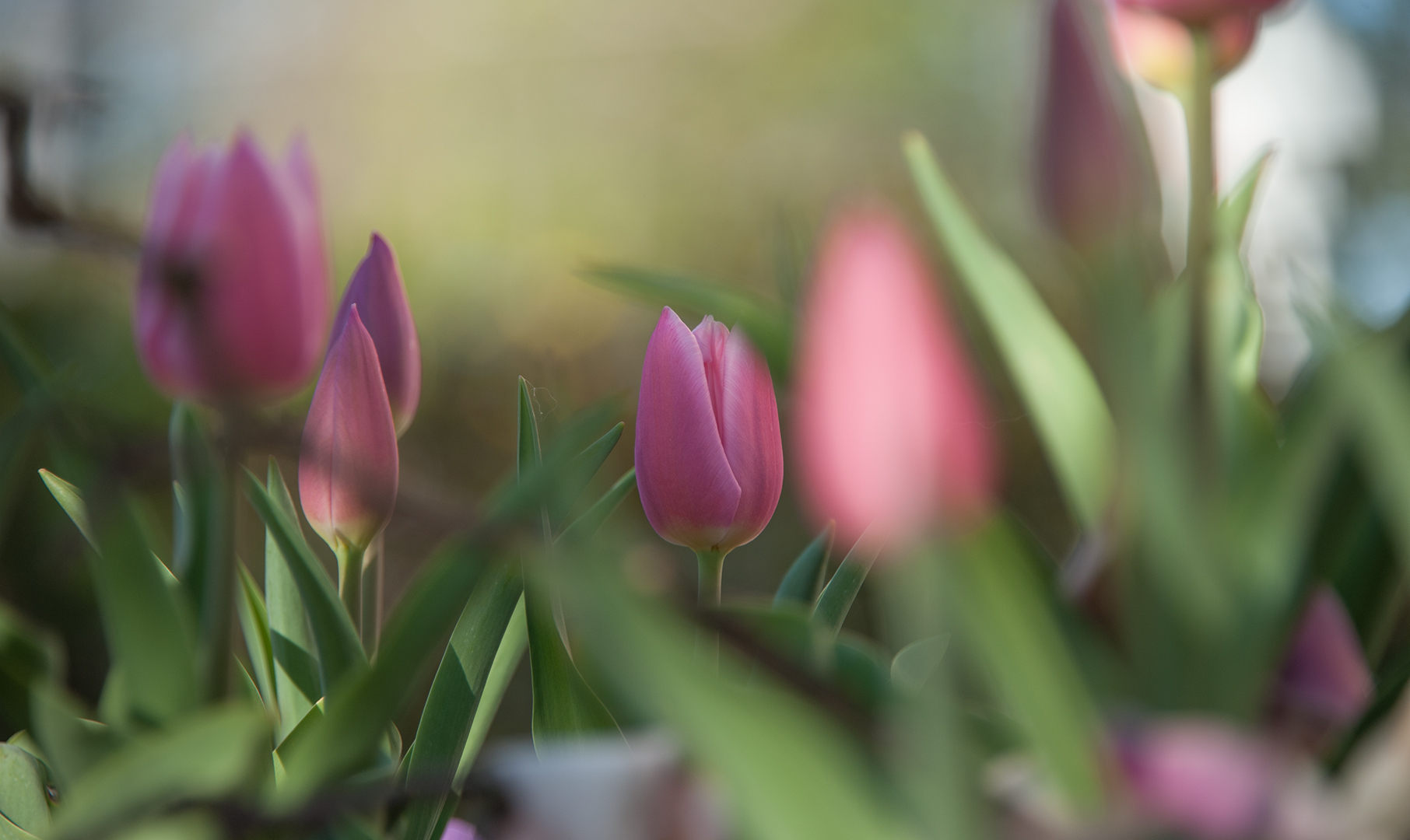 Tulpen im April