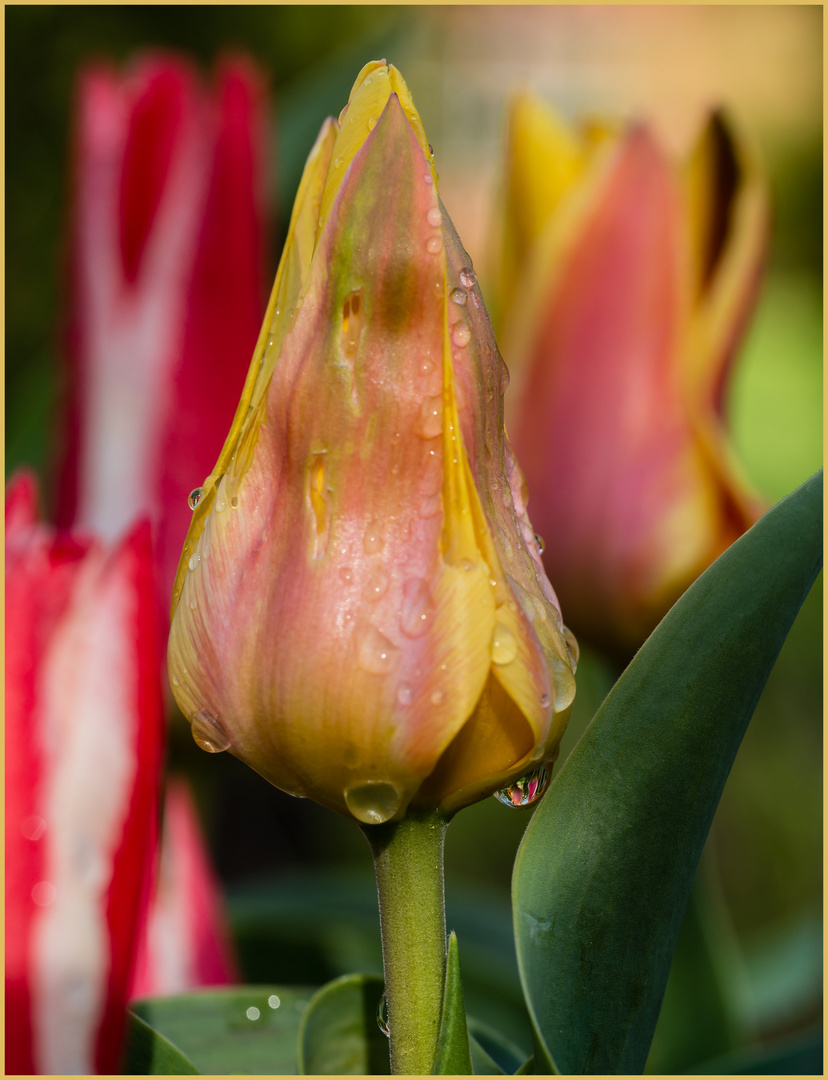 Tulpen im Aprilregen