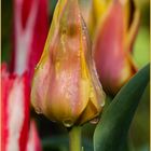 Tulpen im Aprilregen