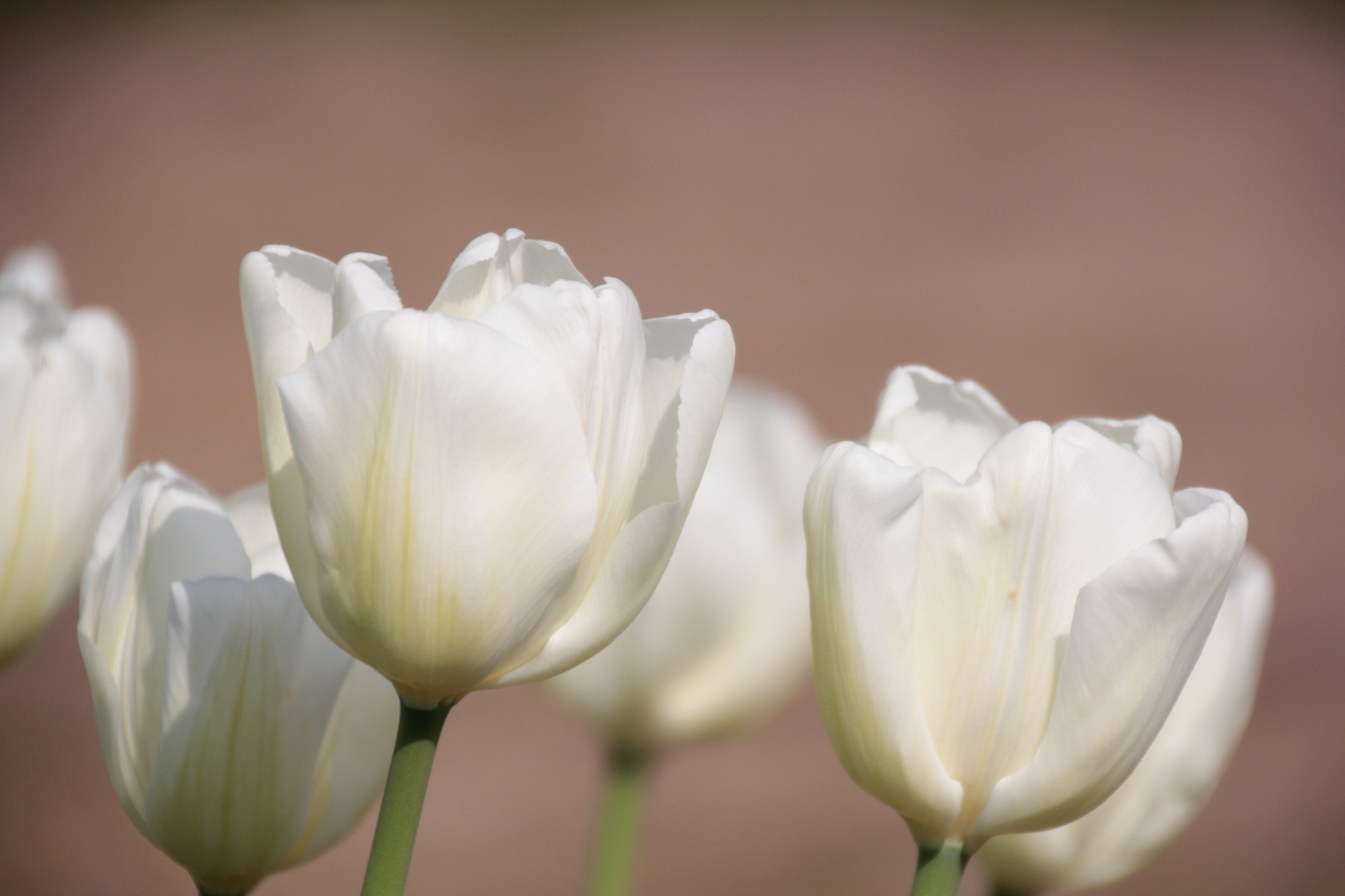 ~Tulpen im Arboretum Ellerhoop~