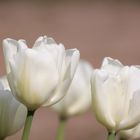 ~Tulpen im Arboretum Ellerhoop~