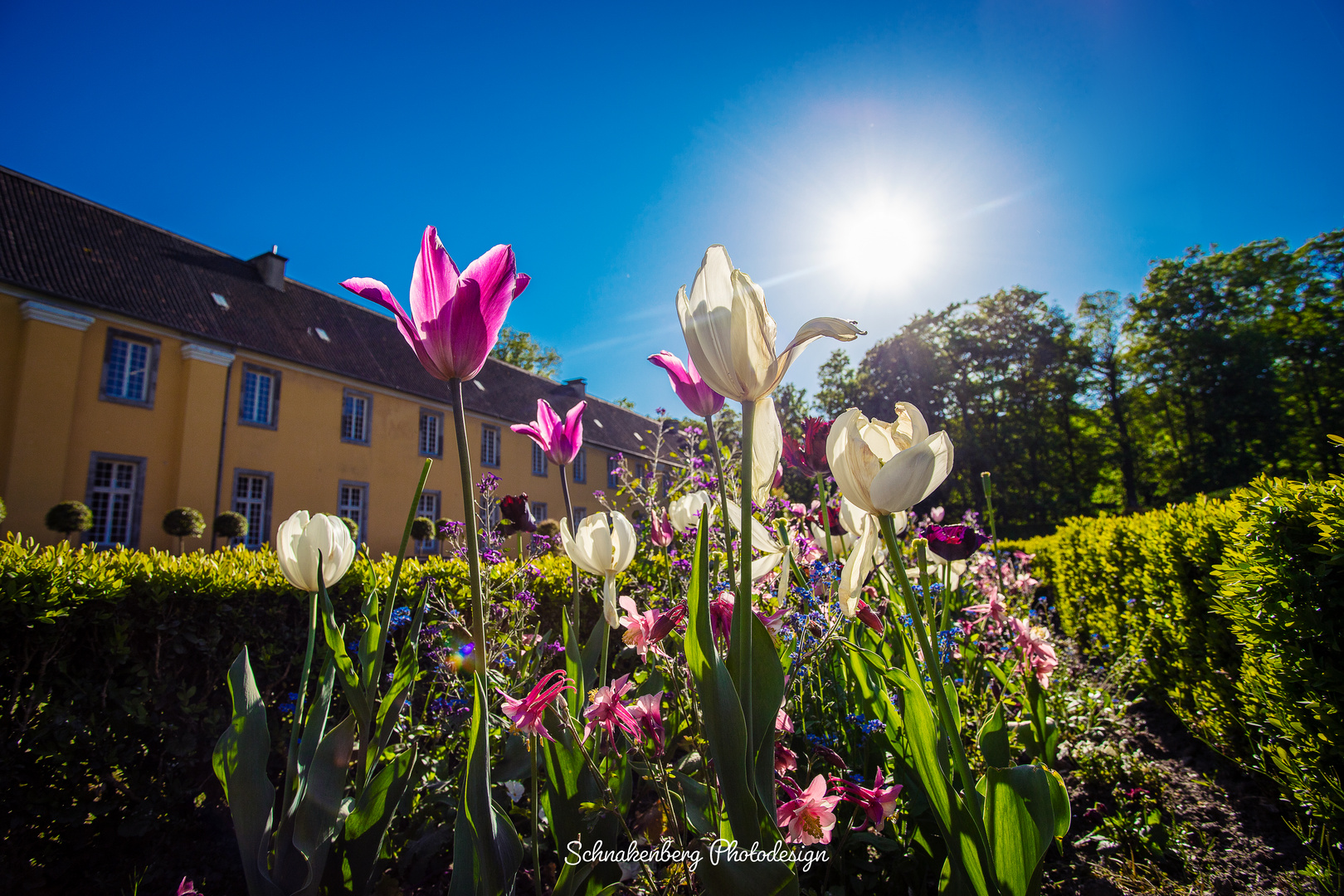 Tulpen im Benrather Schlosspark