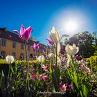 Tulpen im Benrather Schlosspark