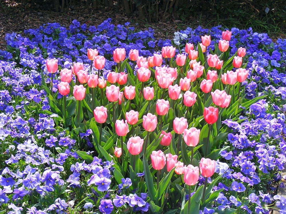 Tulpen im Berggarten Hannover