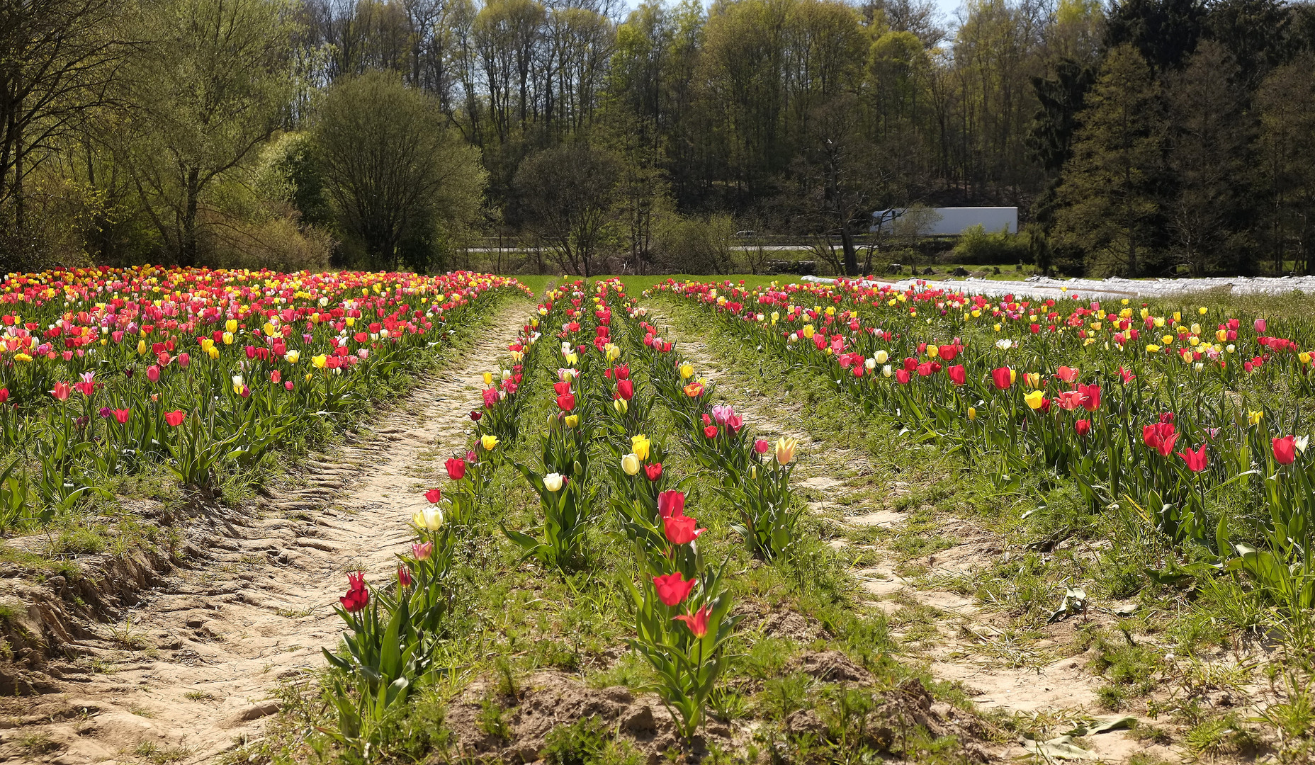 Tulpen im Bergischen Land