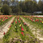 Tulpen im Bergischen Land