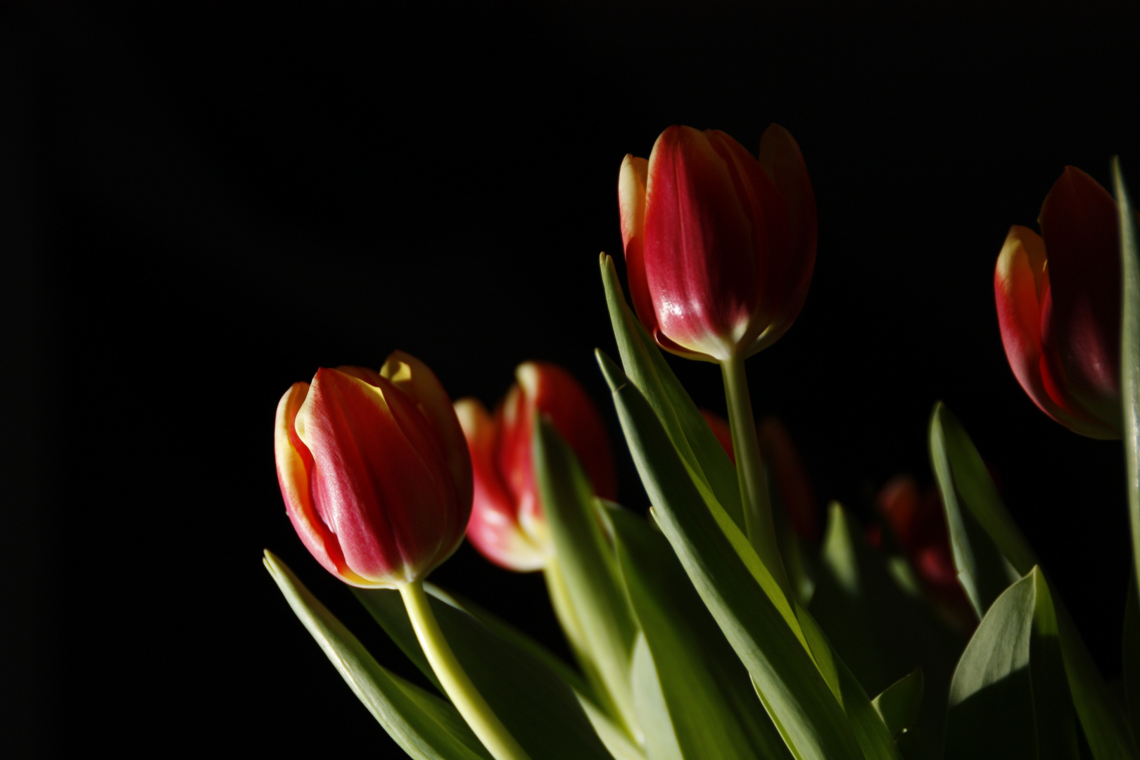 Tulpen im Blitzgewitter