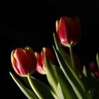 Tulpen im Blitzgewitter