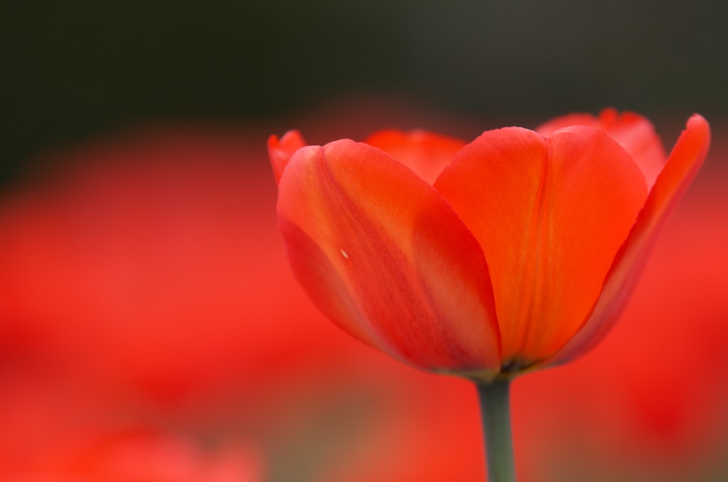 Tulpen im Botanischen Garten