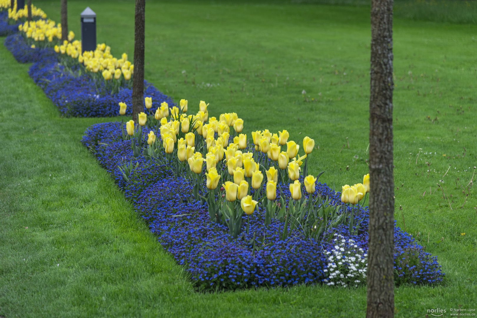 Tulpen im Botanischen Garten