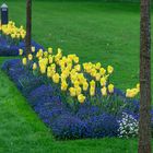 Tulpen im Botanischen Garten