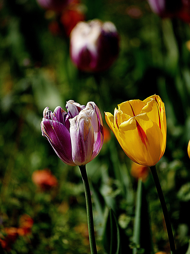 Tulpen im Botanischen Garten Düsseldorf, Foto & Bild