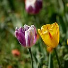 Tulpen im Botanischen Garten Düsseldorf,  am 8. Mai 2016.