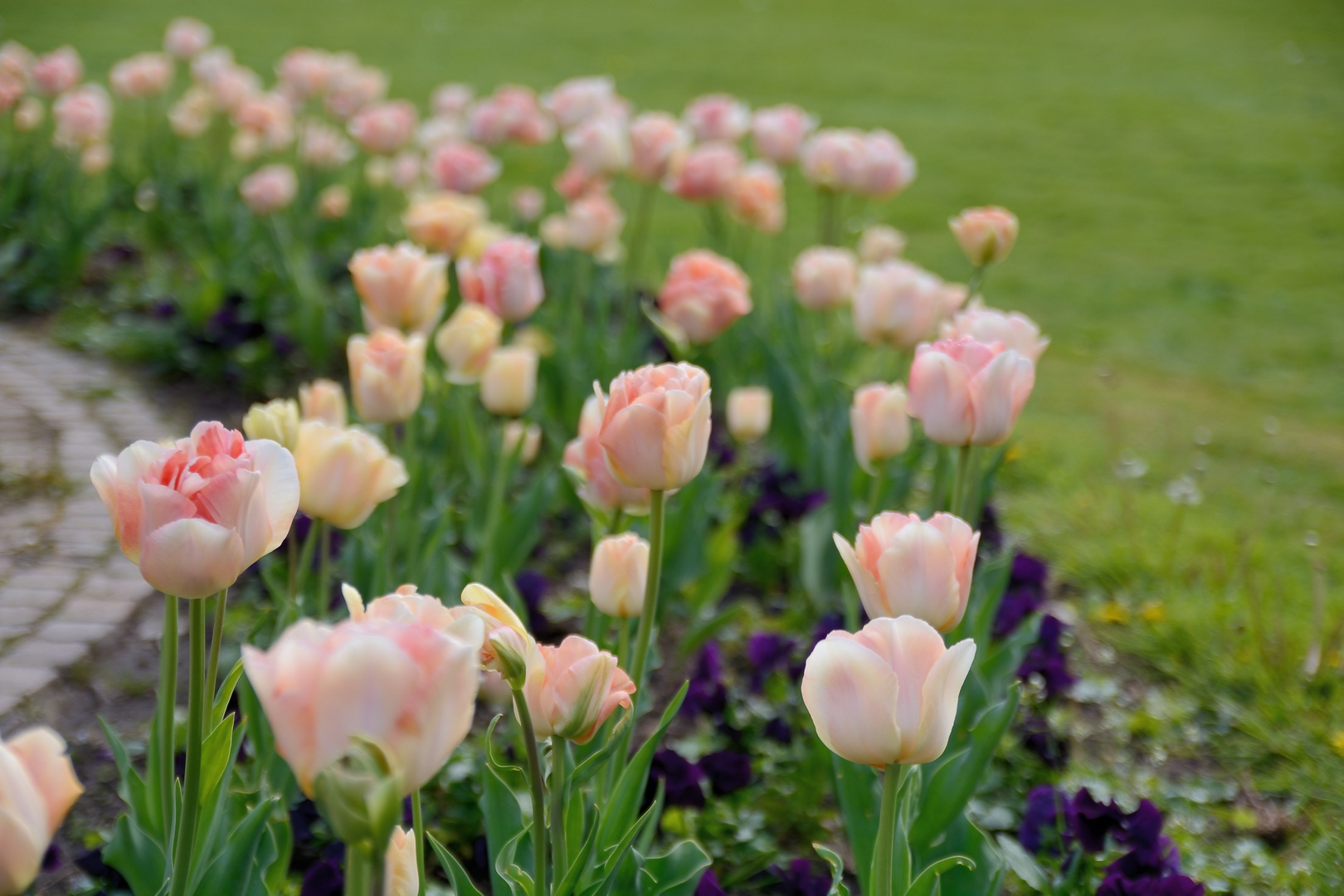 Tulpen im Botanischen Garten in Karlsruhe