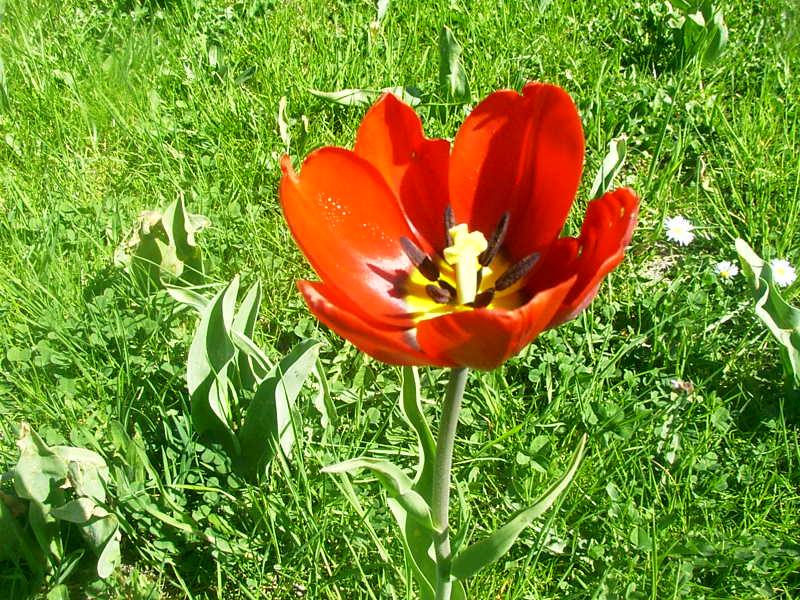 Tulpen im Brizgergarten