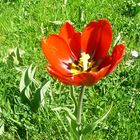Tulpen im Brizgergarten