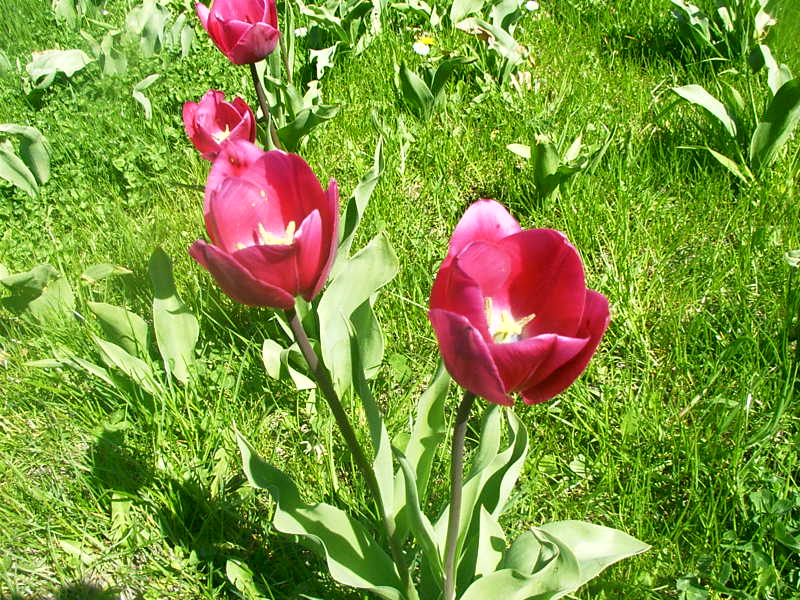 Tulpen im Brizgergarten2