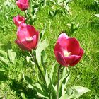 Tulpen im Brizgergarten2