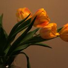 Tulpen im Dezember