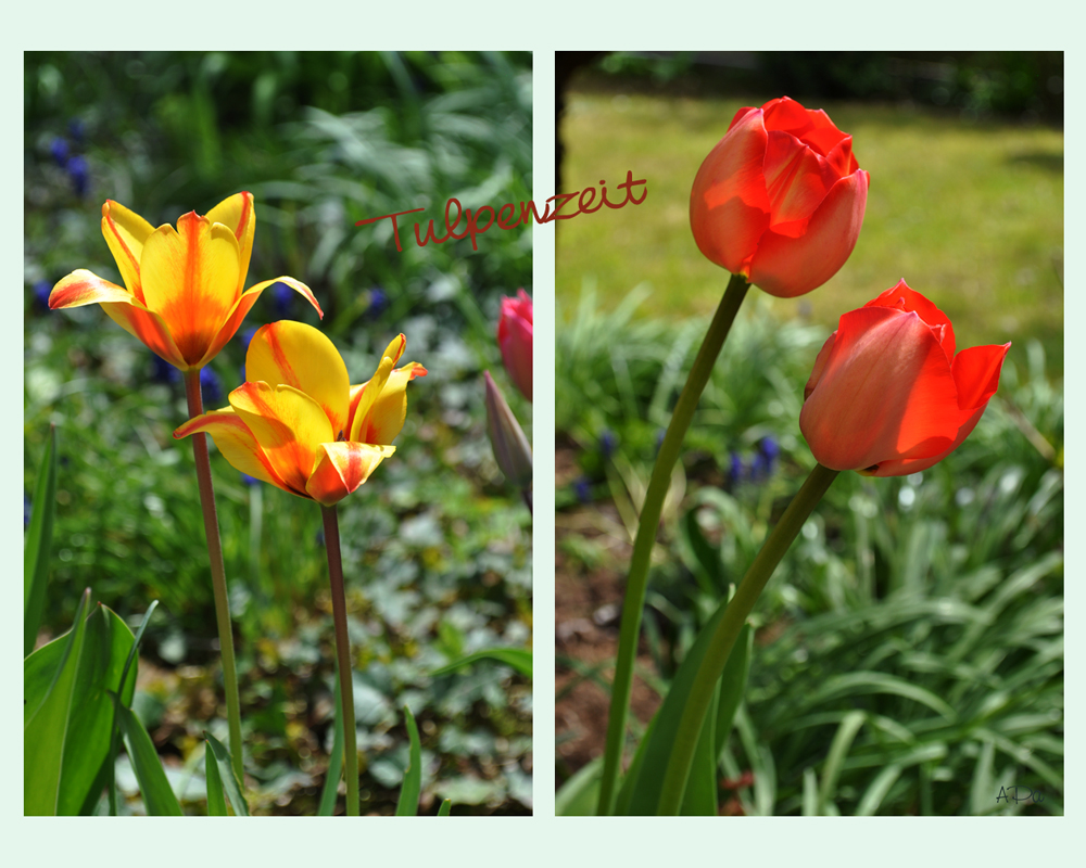 Tulpen im Doppelpack*