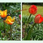 Tulpen im Doppelpack*