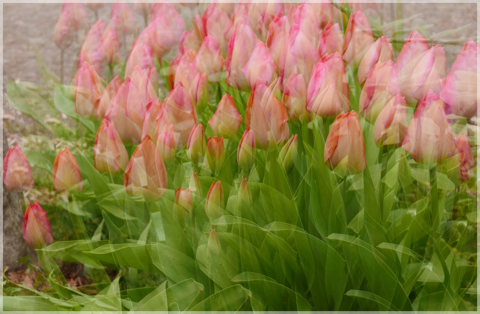 Tulpen im Doppelpack