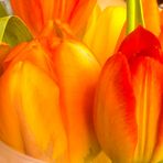 Tulpen im Dreiklang