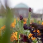 Tulpen im Ehrenhof