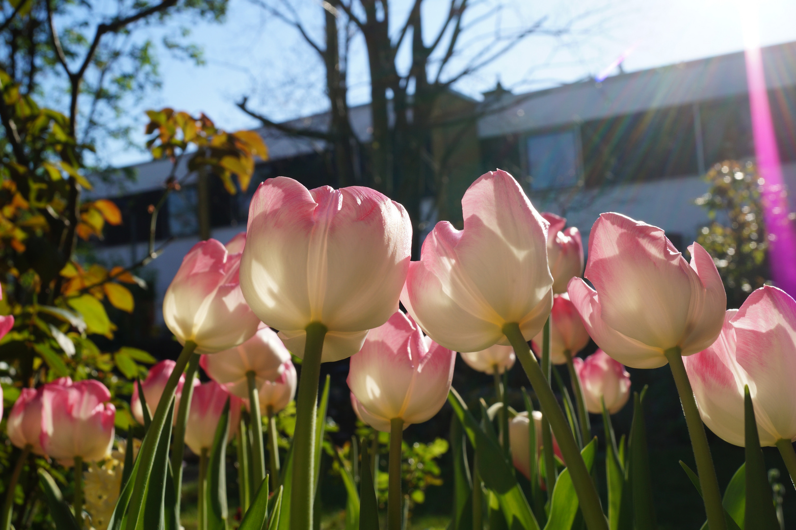 Tulpen im eigenen Garten