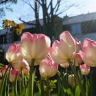 Tulpen im eigenen Garten