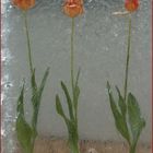Tulpen im Eis