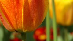 Tulpen im Elsass