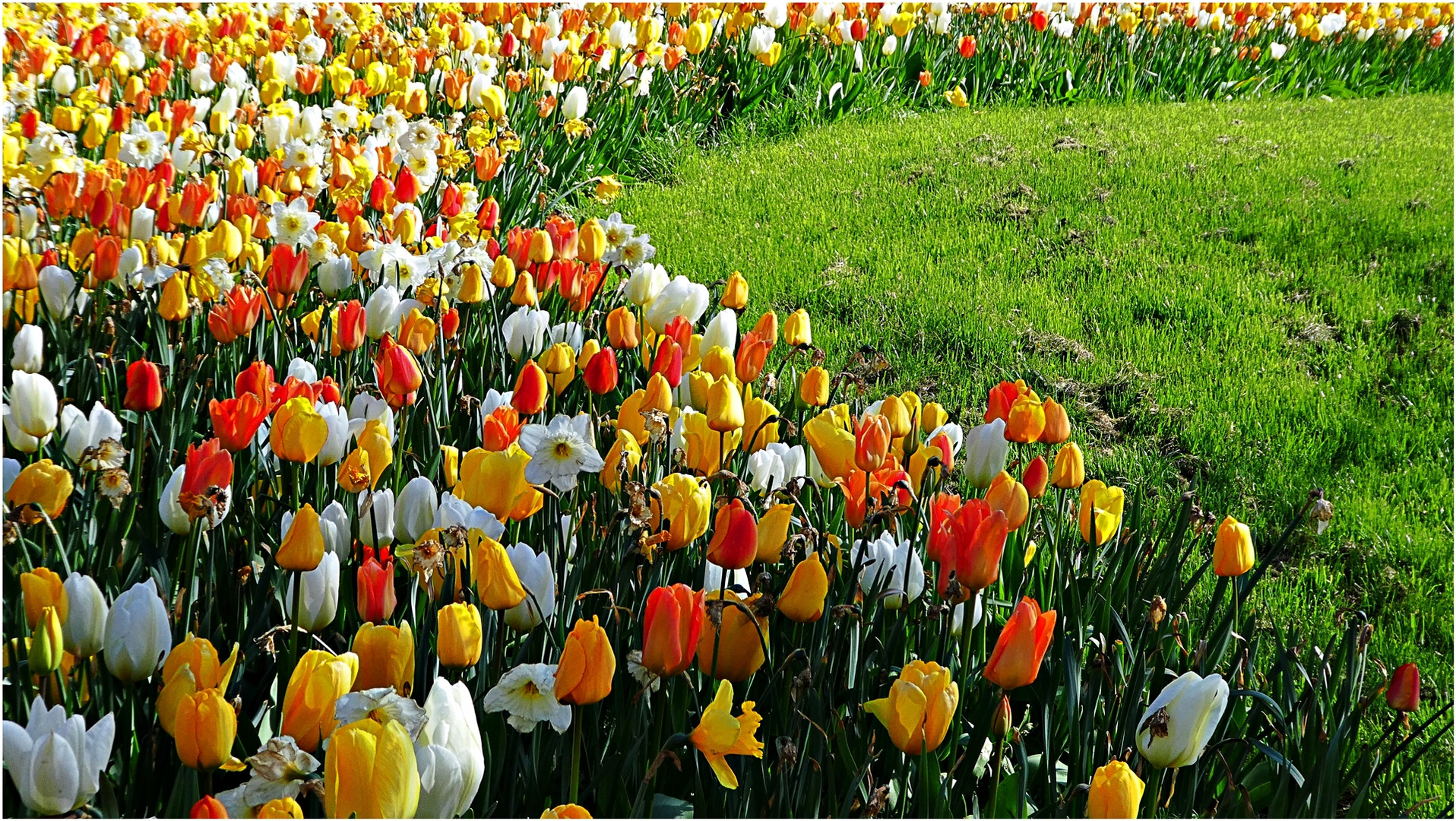 Tulpen im Engelsgarten