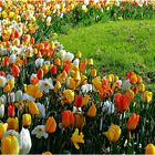 Tulpen im Engelsgarten