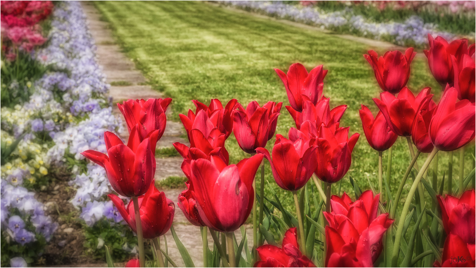 Tulpen im Fokus