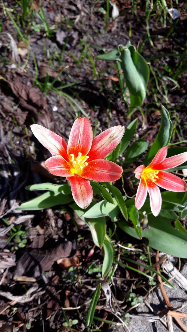 Tulpen im FreiLand