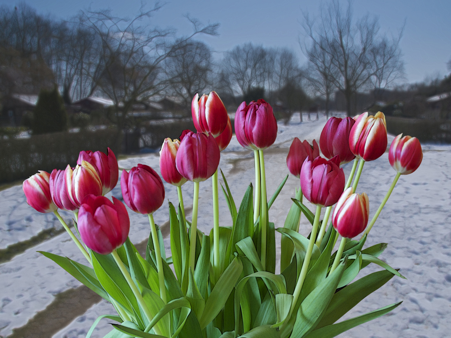 Tulpen im Frost