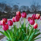 Tulpen im Frost