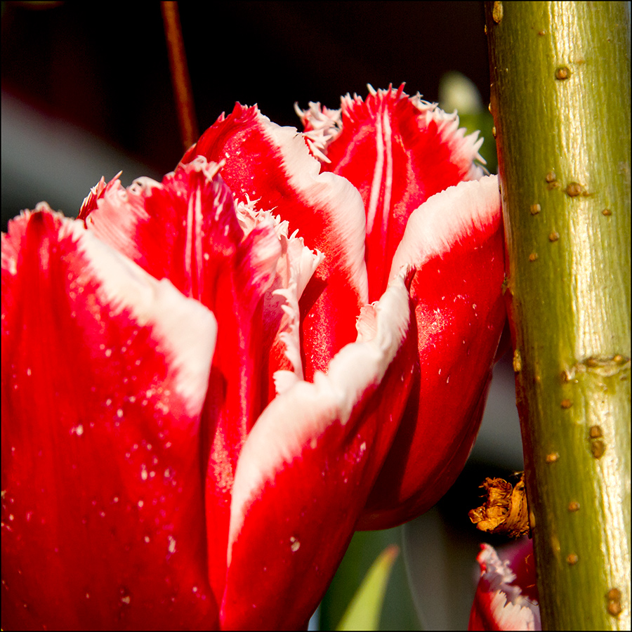 Tulpen im Frühling