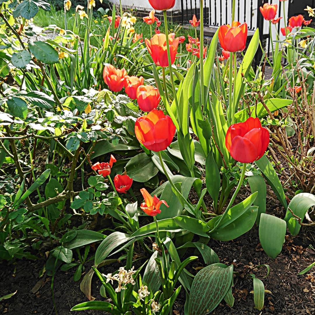 Tulpen im Frühling